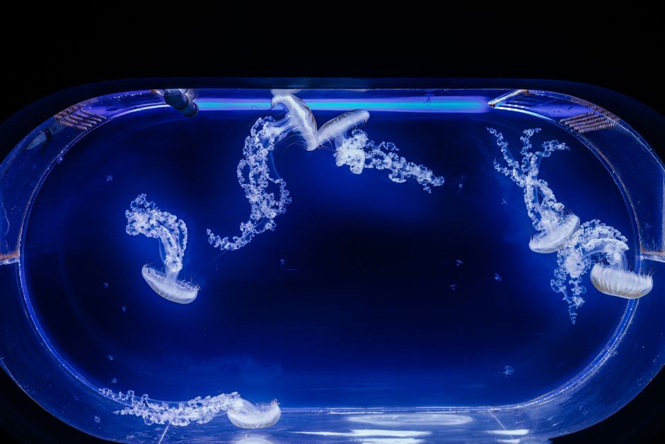 Illustrative photo for Where to Eat After the Virginia Aquarium — not an actual photo of any specific listed place