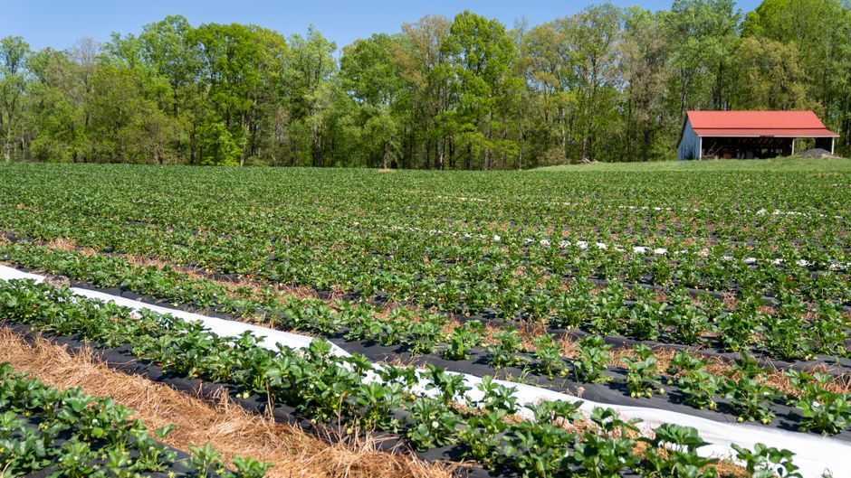 Illustrative photo for Pungo & Blackwater — not an actual photo of this place